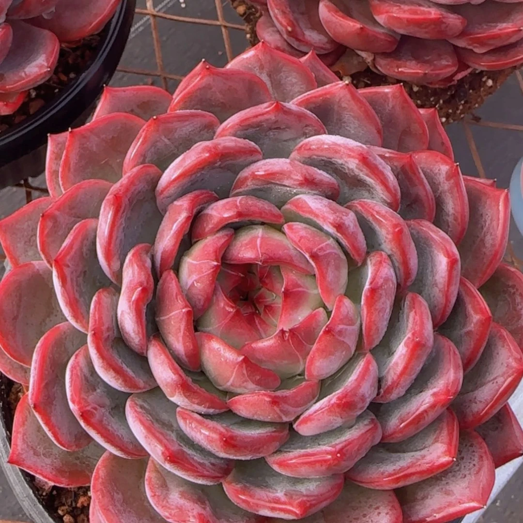 【闪购商品】母本红宽39.9