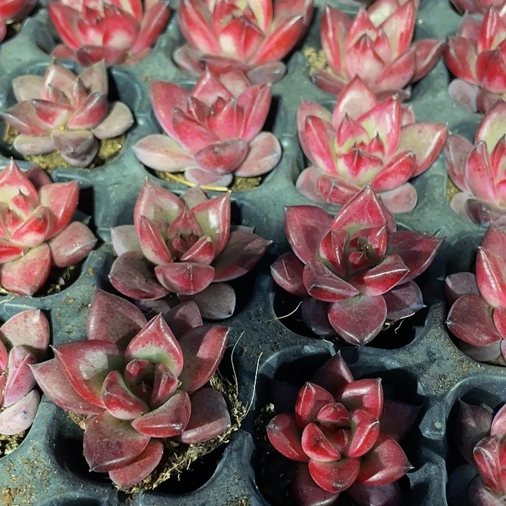 小红檀1.5带土发