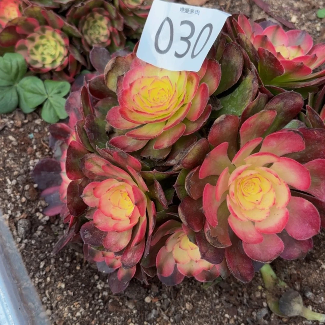 哈哈多肉植物福利来030