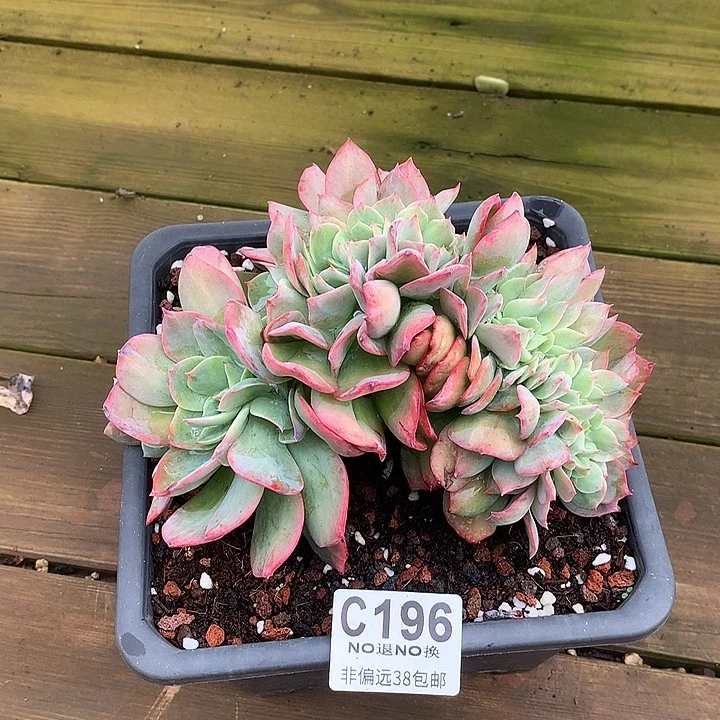 霞光缀化 196 看好拍 跑单拉黑 需延迟发货