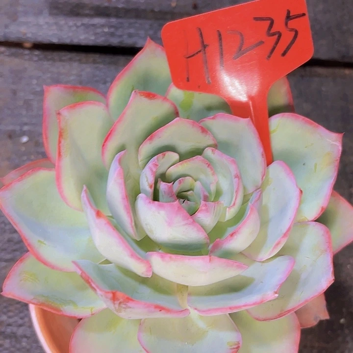 糖**蓝光一物一拍H1235