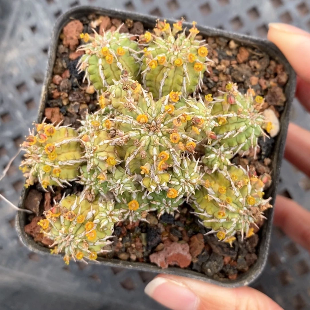 【闪购商品】丰收大戟