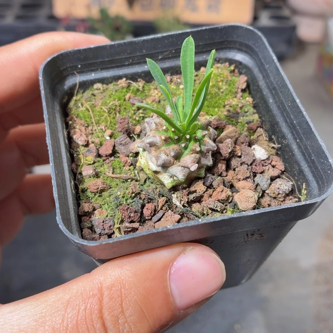 峨眉山多肉9.9包邮发货