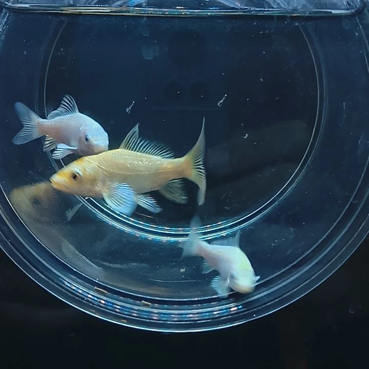 蝴蝶鲤圆头顺背蝴蝶鲤满鳍有张力