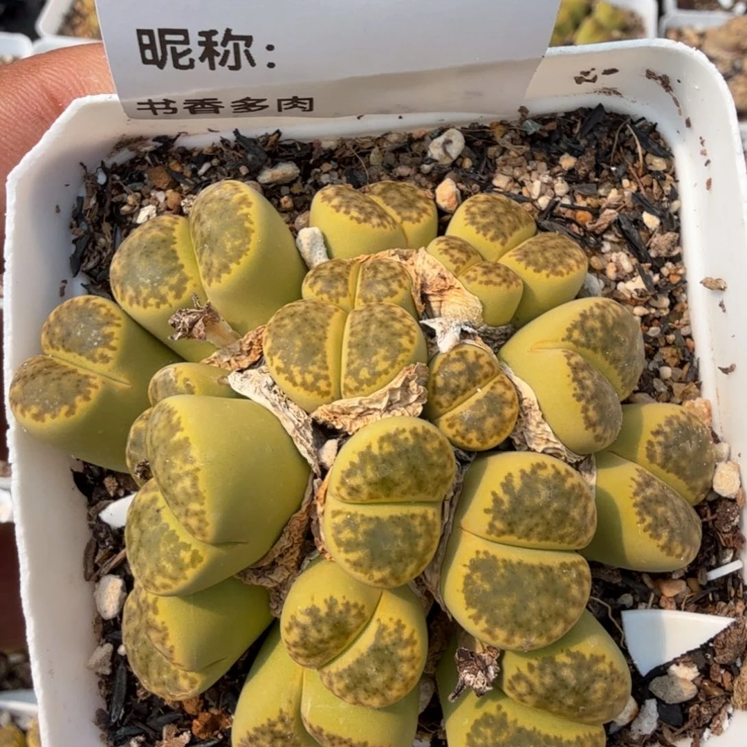 多肉植物多肉植物多肉植物