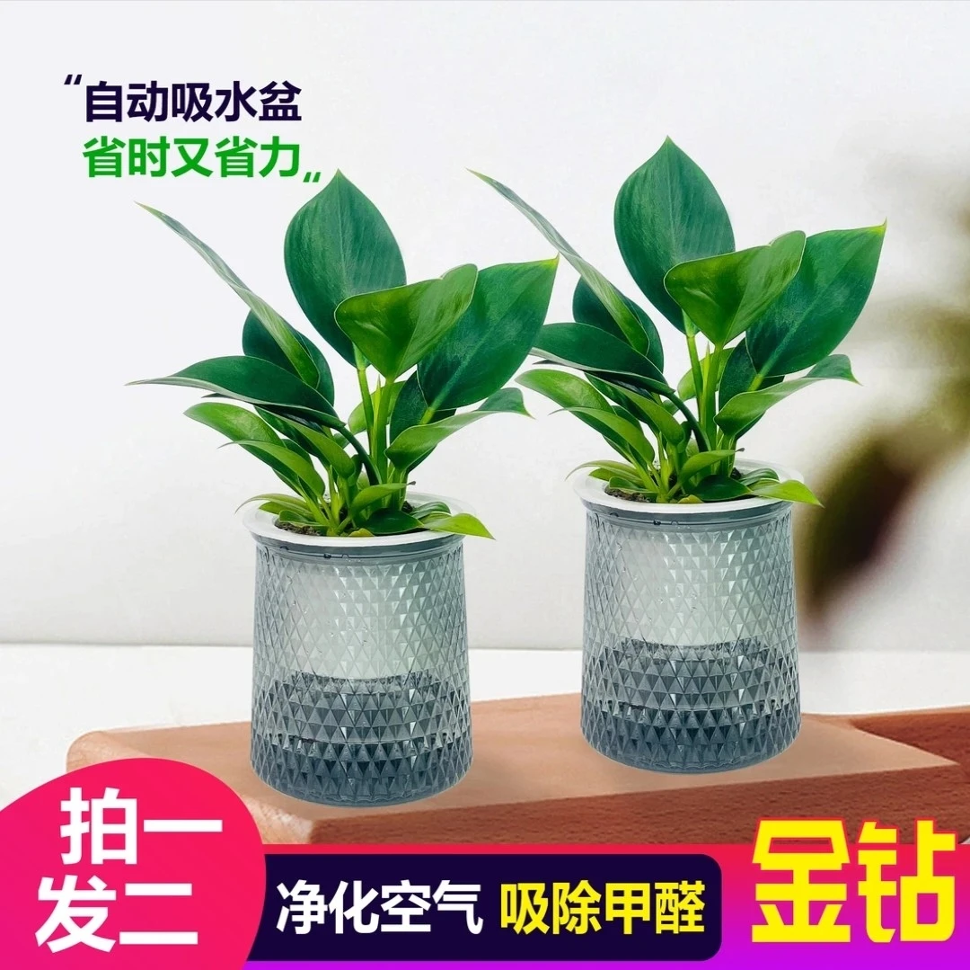 【买一送一】金钻绿植盆栽净化空气桌面植物四季常青可水培土培