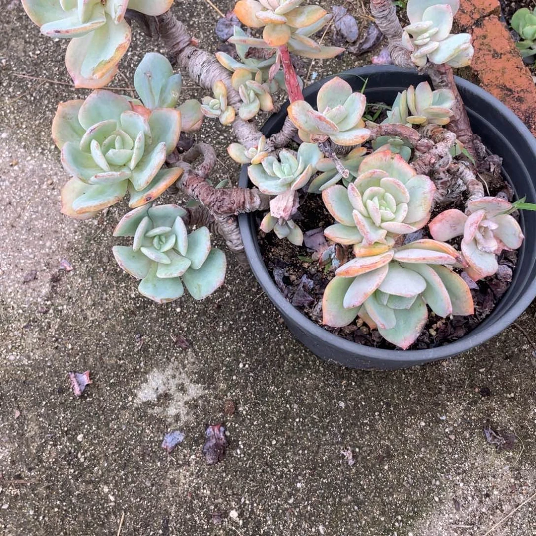 静***默3009  白凤  六月六