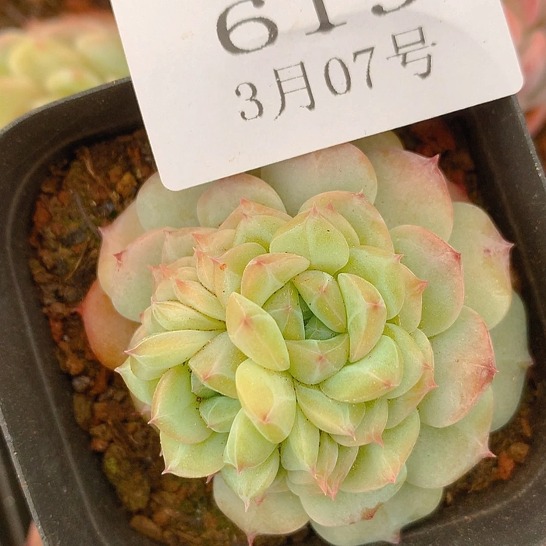 【闪购商品】云619