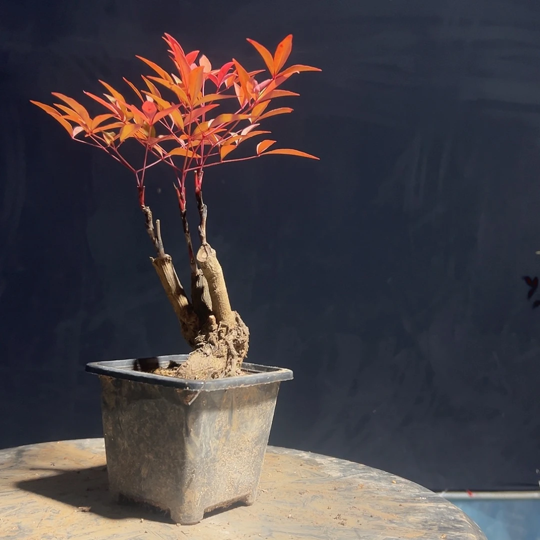 不开花植物A7777777