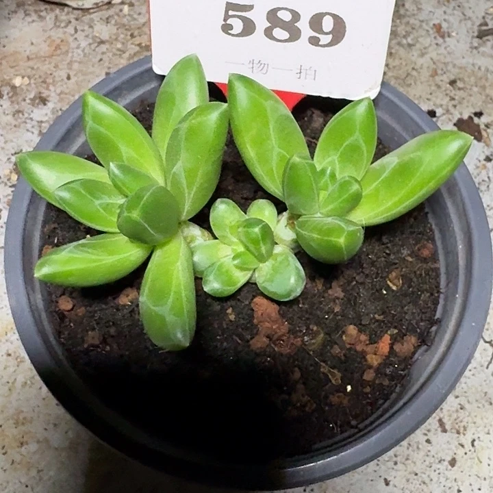 卡莉斯塔589多肉植物