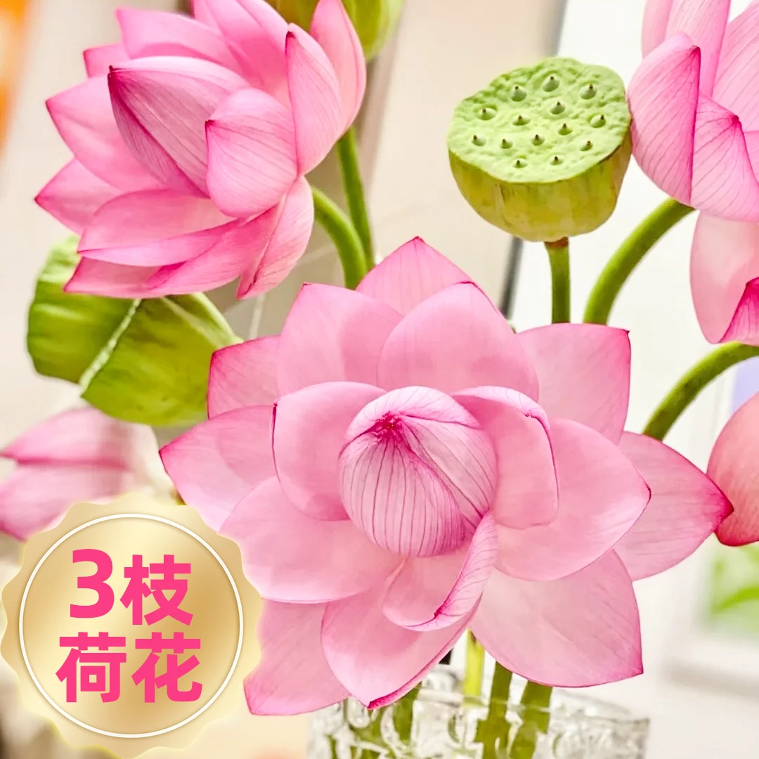 次日达-【白洋淀荷花】3枝鲜采荷花鲜花荷花同城配送直播任意两单升级顺丰包邮三单送随机花瓶一个今天拍明天到