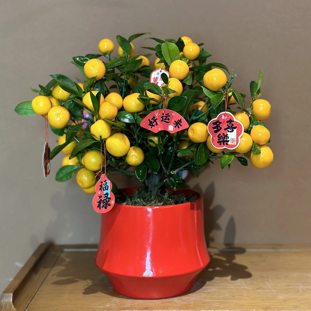 【美美精选年宵花】小金橘