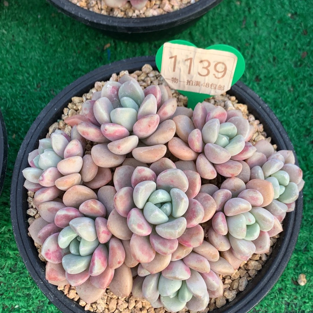 花斑露老桩平头捧花1139