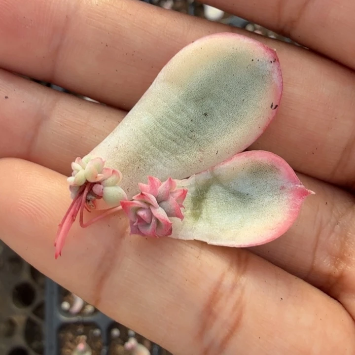 一刻惊鸿仙子锦一刻的锦