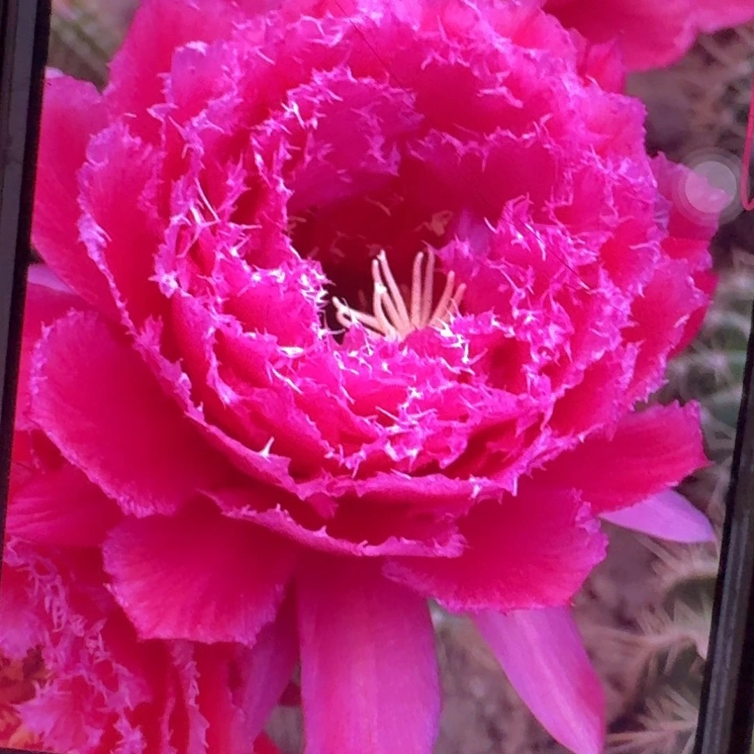 708侧芽5公分毛花柱