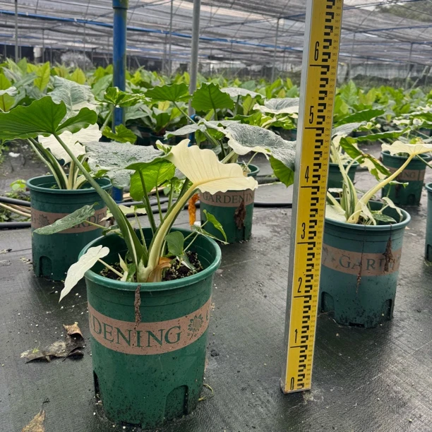 【冲绳银海芋】广州绿植基地上新，绿植界的低调奢品！