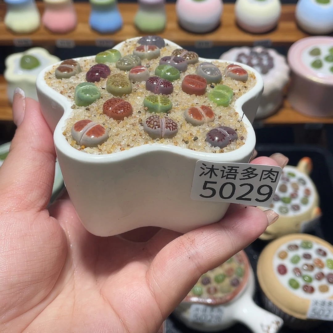 带盆土植物 一物一拍5029