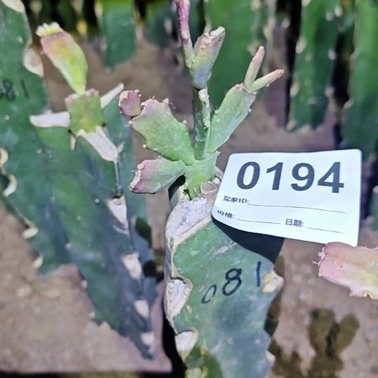 081红重嫁接零度之上包邮194