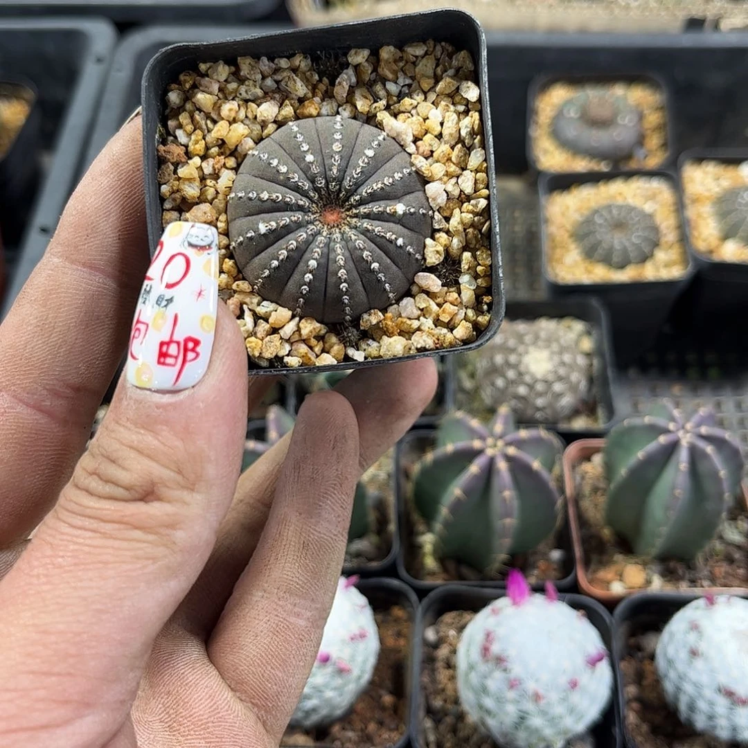 大型士童单头发货有根