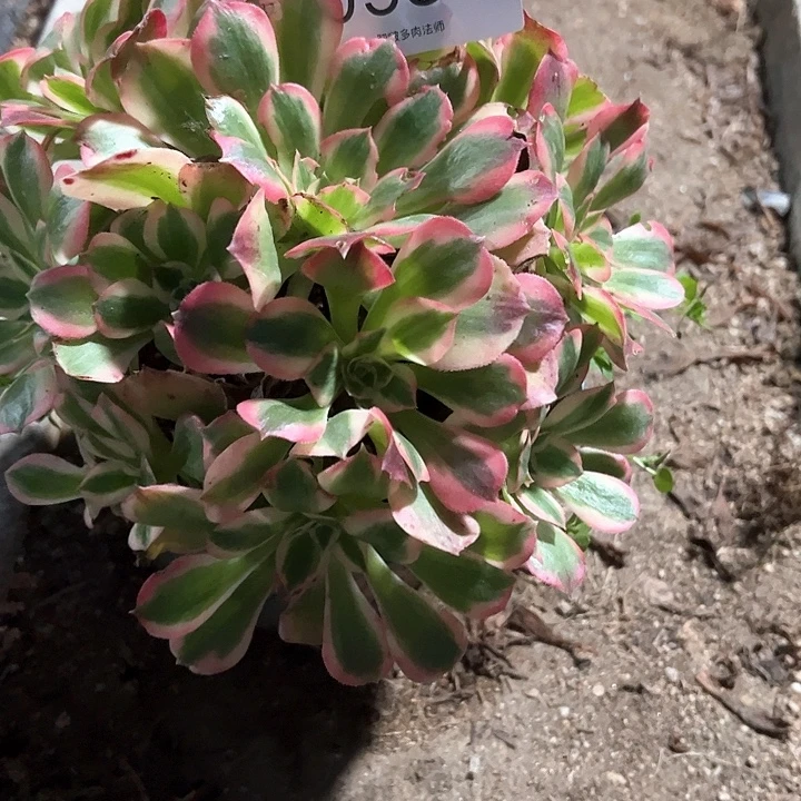 0587不知道多肉植物