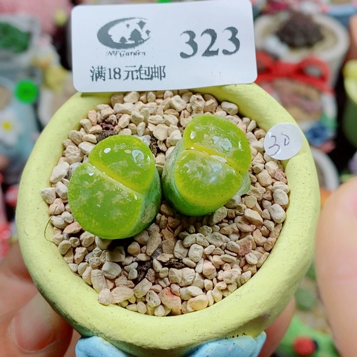 生石花花花花花花花323