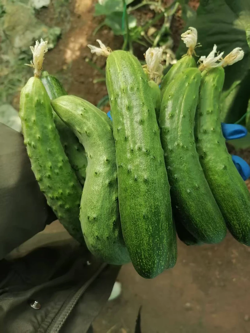 黄瓜3斤装青岛九龙山农场生态种植无农药化肥激素现摘现发