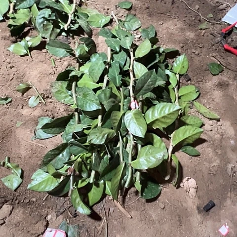 02号十二根四十长叶仙粗枝