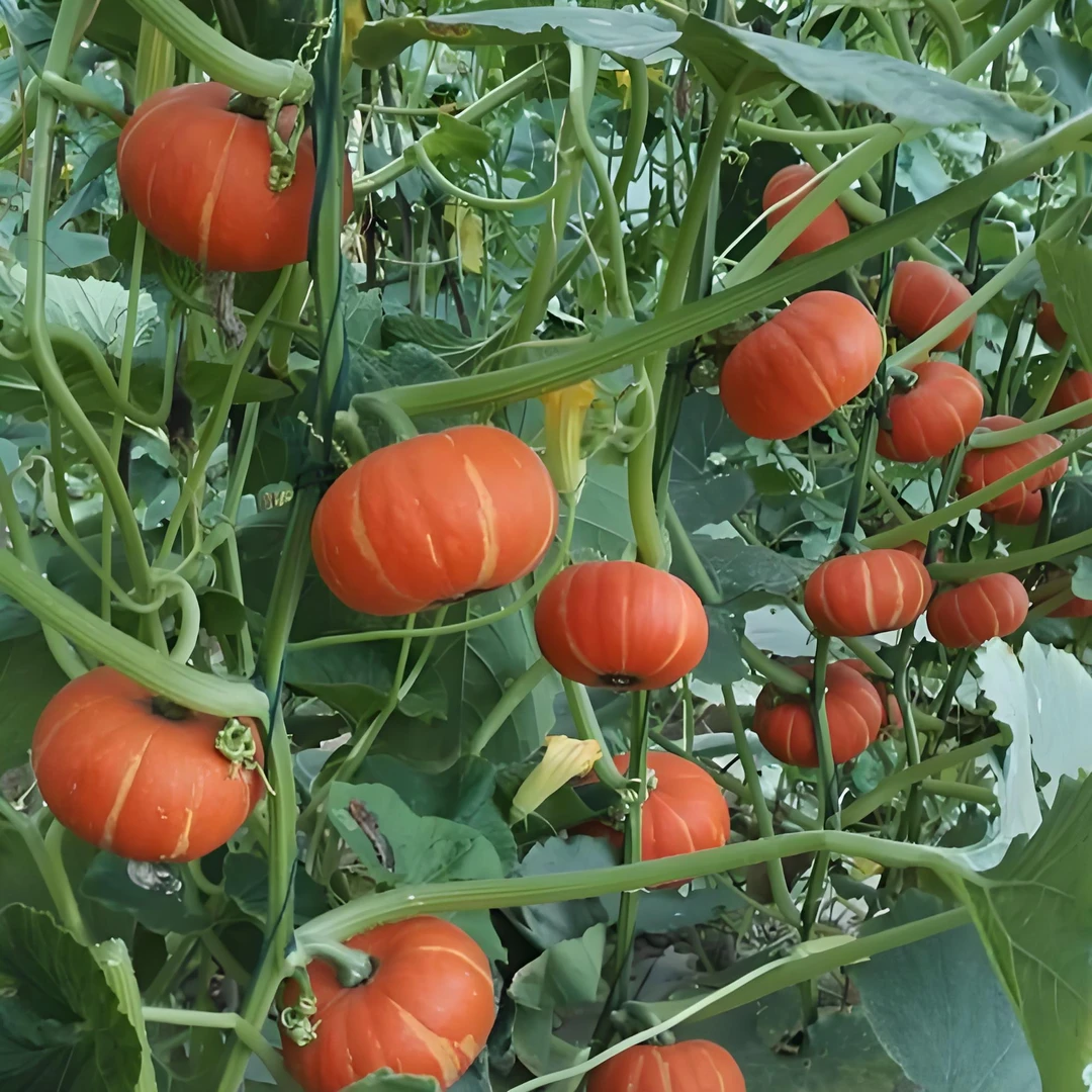 【满五包包邮】红贝贝南瓜种子香甜贝贝南瓜种农家蔬菜南瓜种子