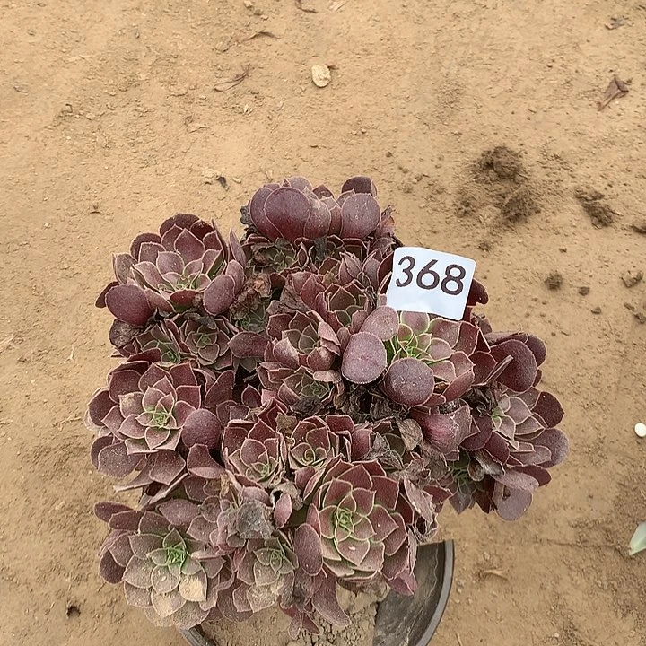 无花朵368荷兰玫瑰南