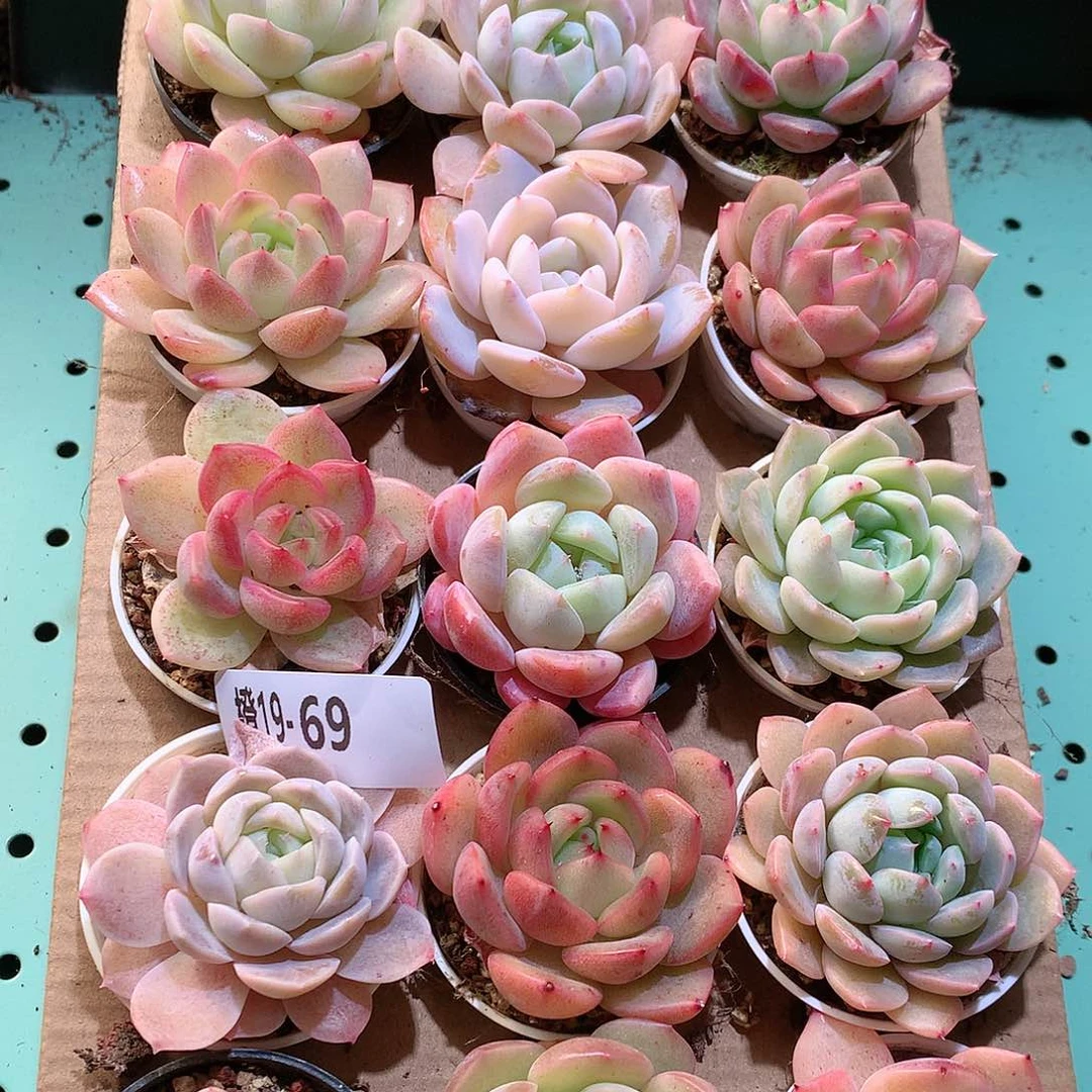 19-69一物一拍带盆18颗。