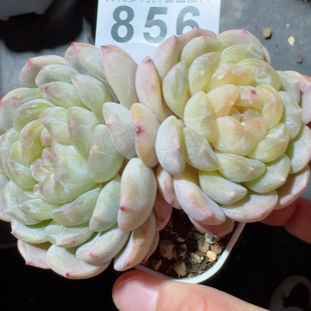 白色恋人双头老桩