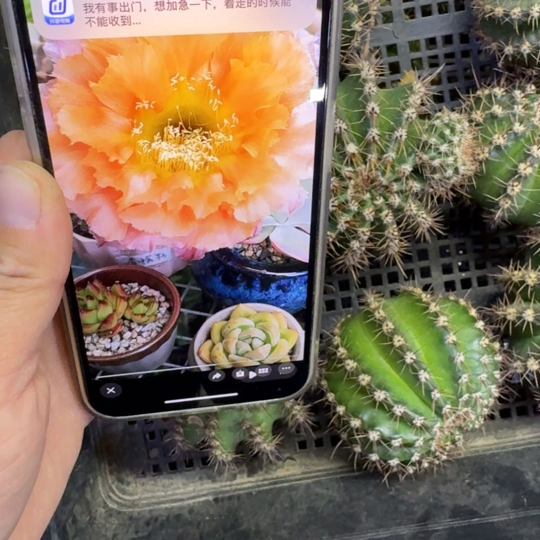 380彩草香槟彩歪无根侧牙5公分左右，20包邮