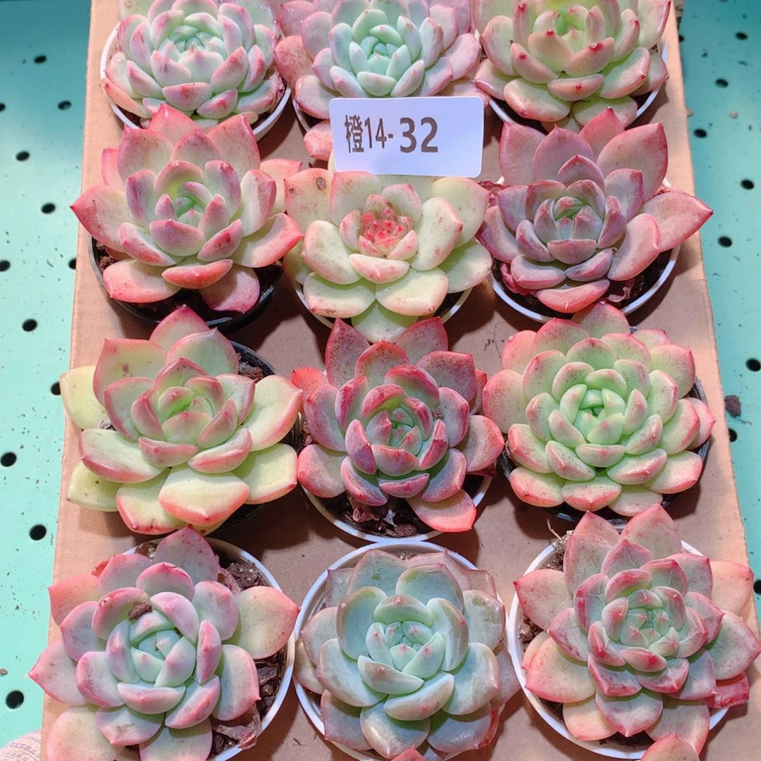 14-32一物一拍多肉带盆18颗