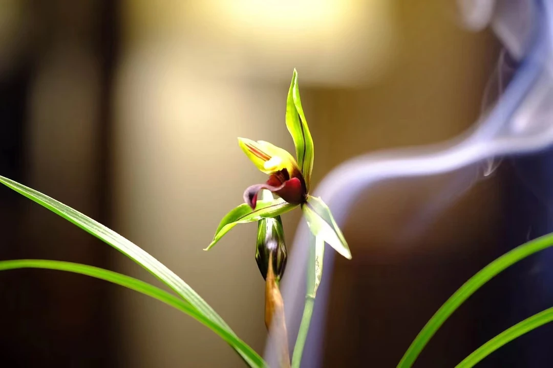 春兰名品包公魂 春兰唯一黑素花 适合阳台栽培