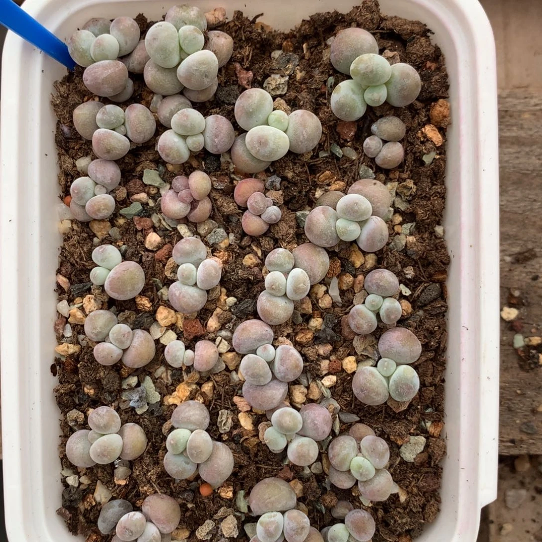 五元一颗，打包优惠，找主播选