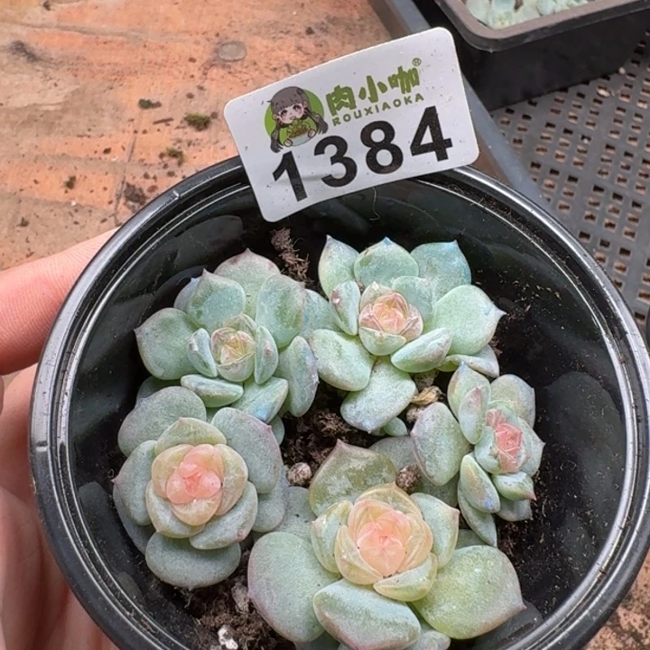 多肉植物多肉植物