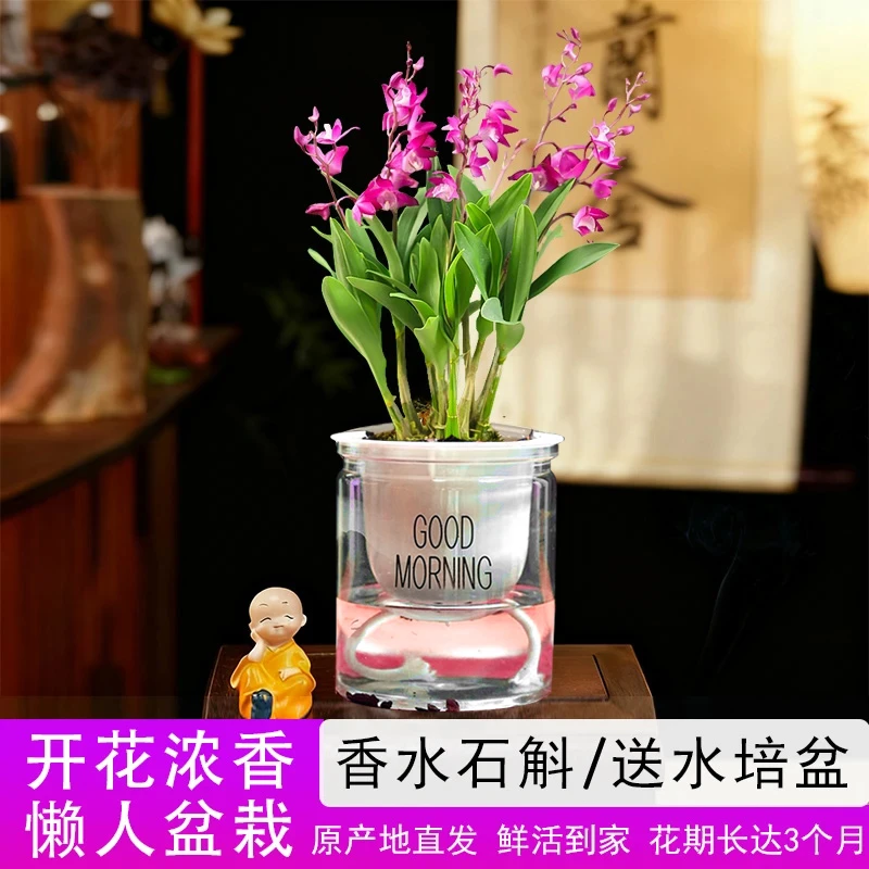 【邮政农品】带花剑花苞红宝石香水石斛兰精品澳洲浓香型水培盆栽