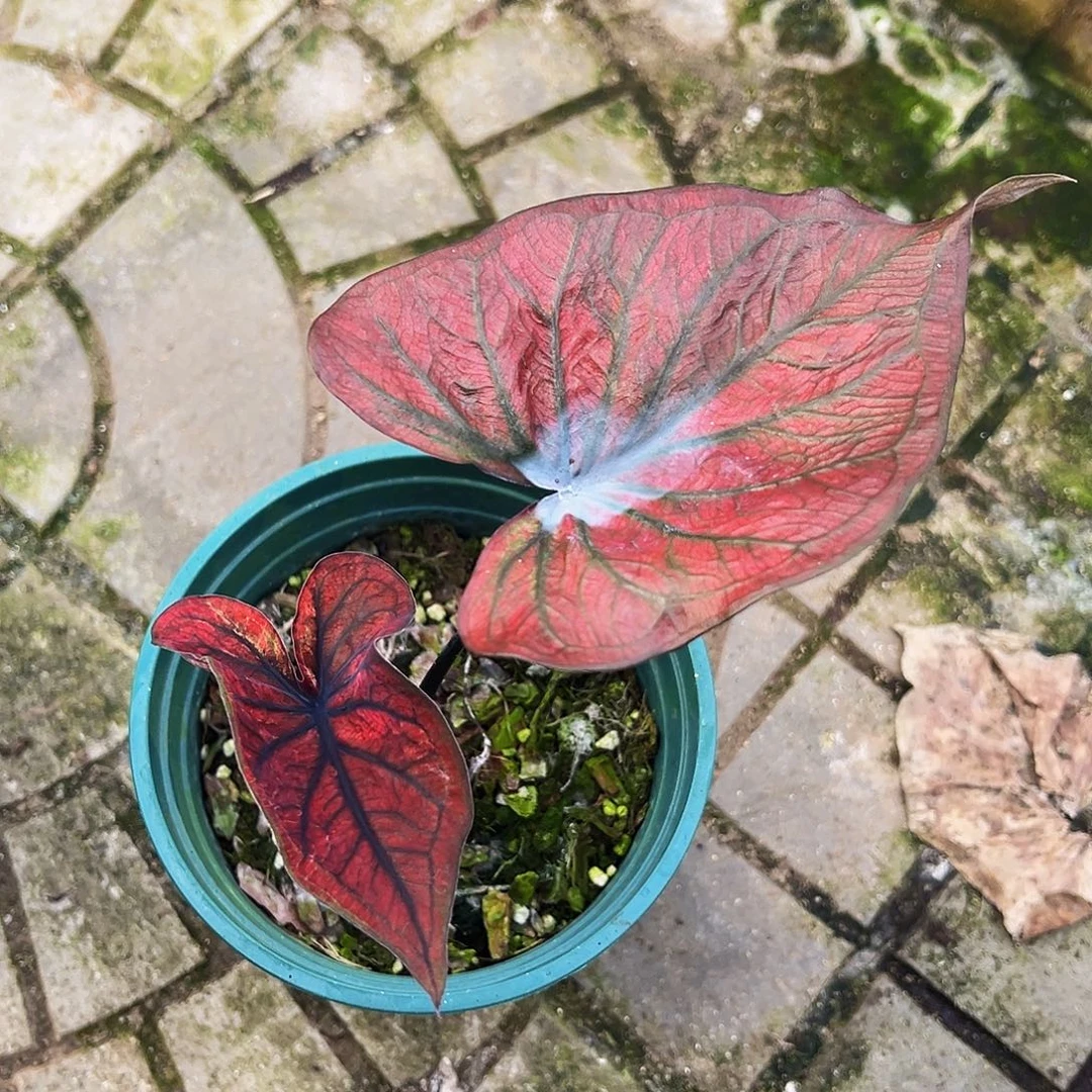 完全开放0155泰彩