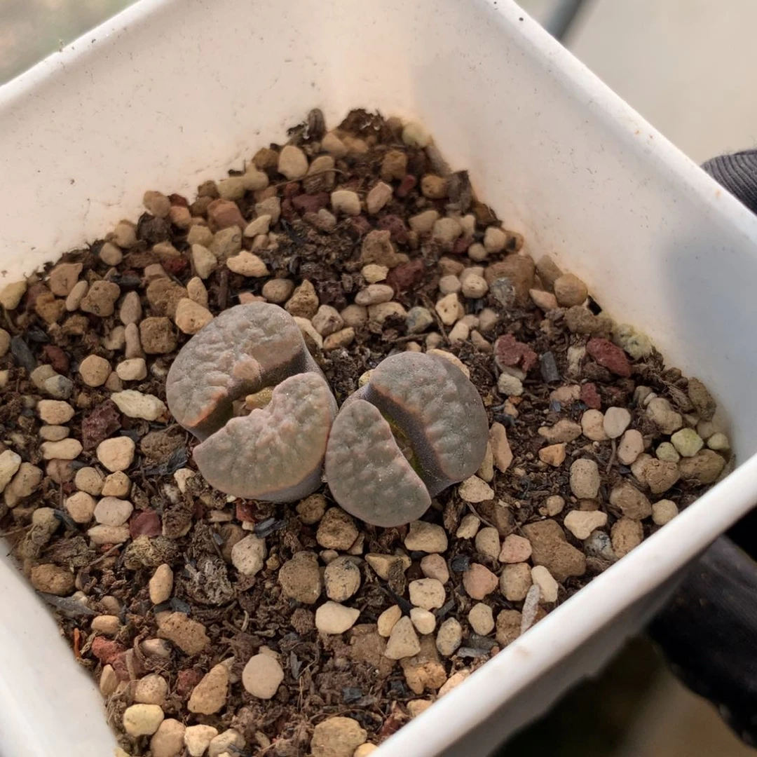 a920磁铁风铃母本