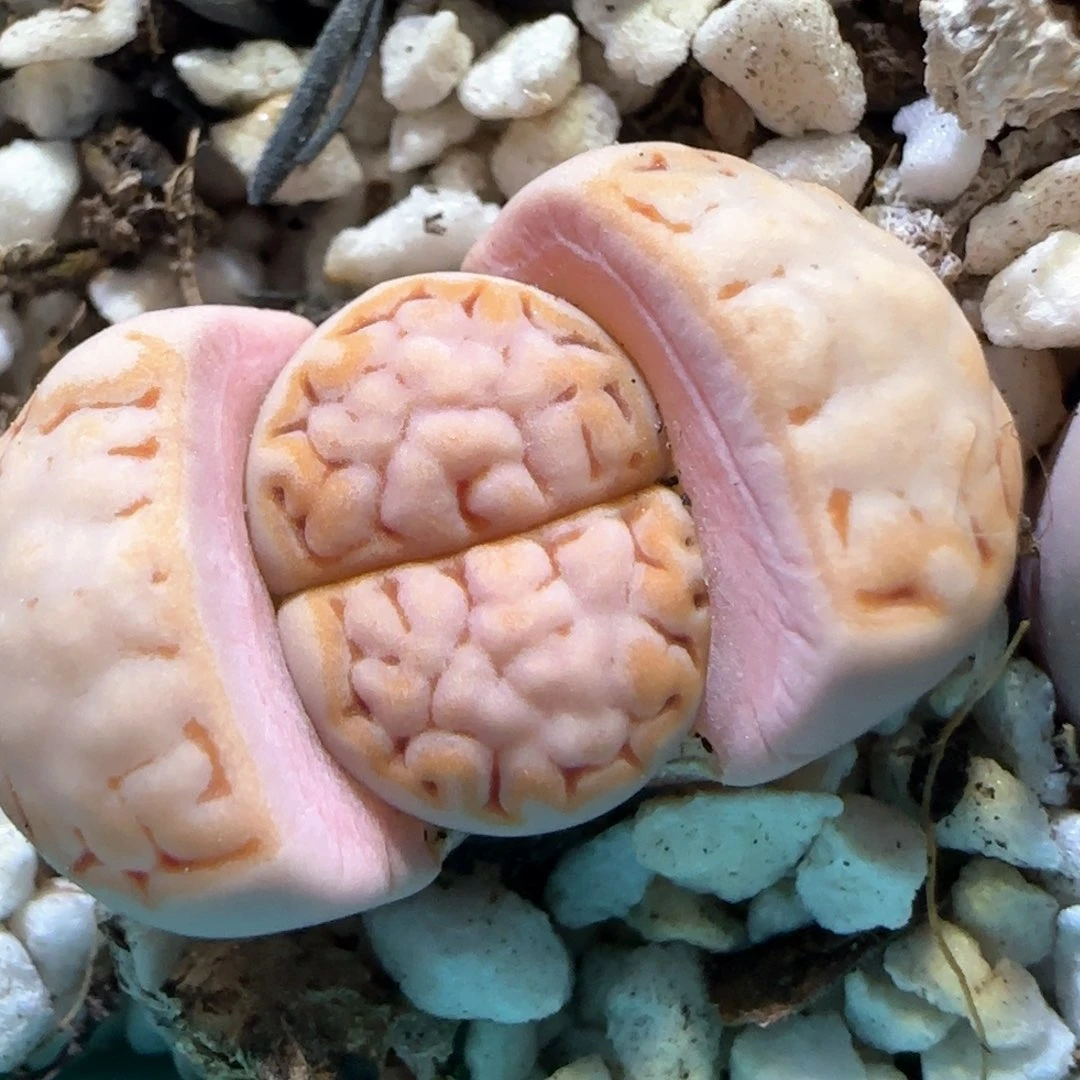 3.5。215饼干。 5080