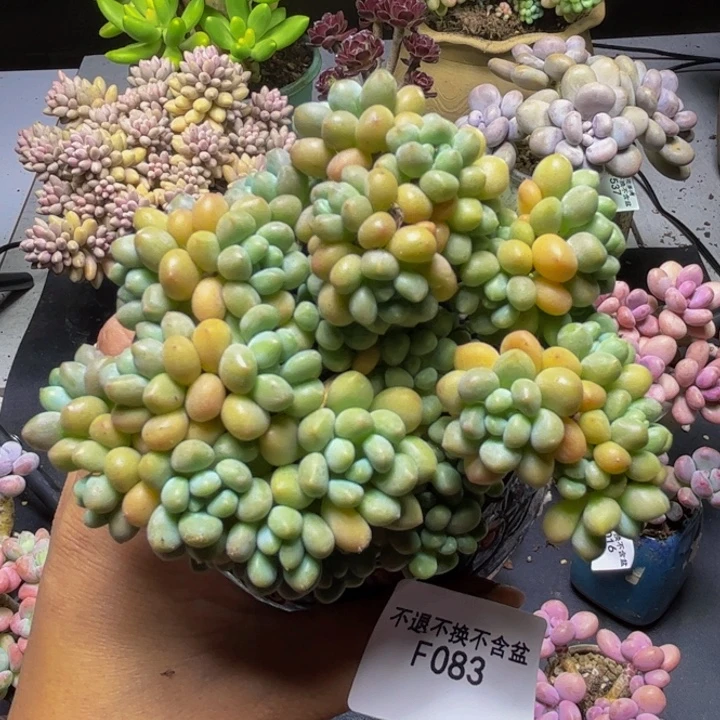 洛可可树083/9cm多肉