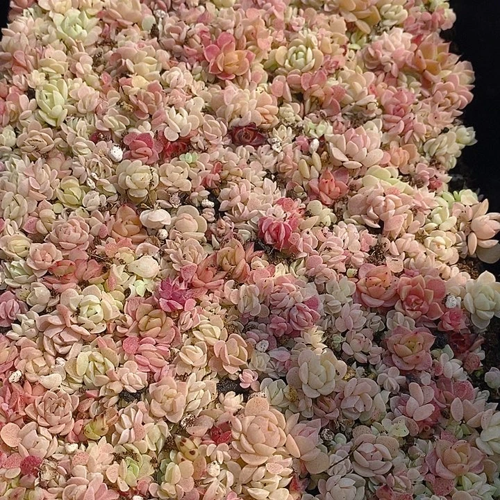 112 多肉植物盆栽花卉