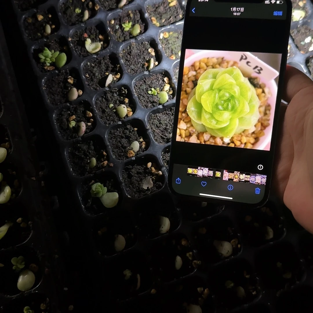 P C13 财富芝麻一个满25包邮