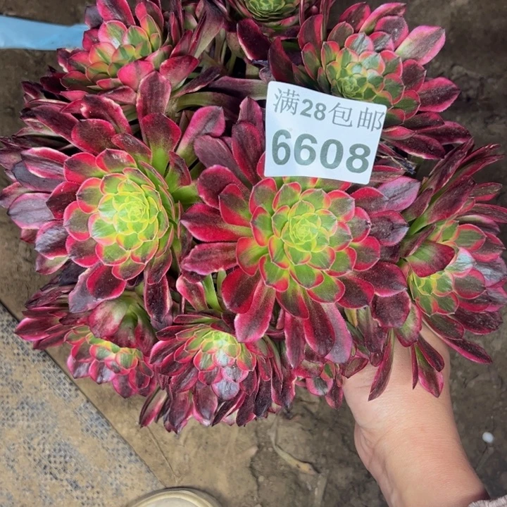 6608朝霞多肉植物