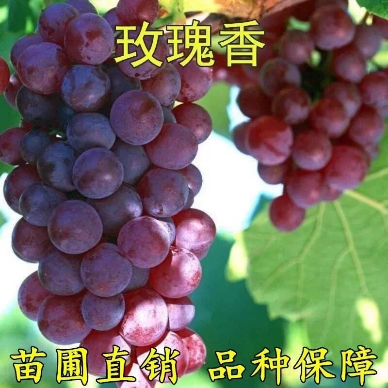 【原盆原土】玫瑰香葡萄果树茉莉香葡萄苗庭院阳台种植盆栽地栽