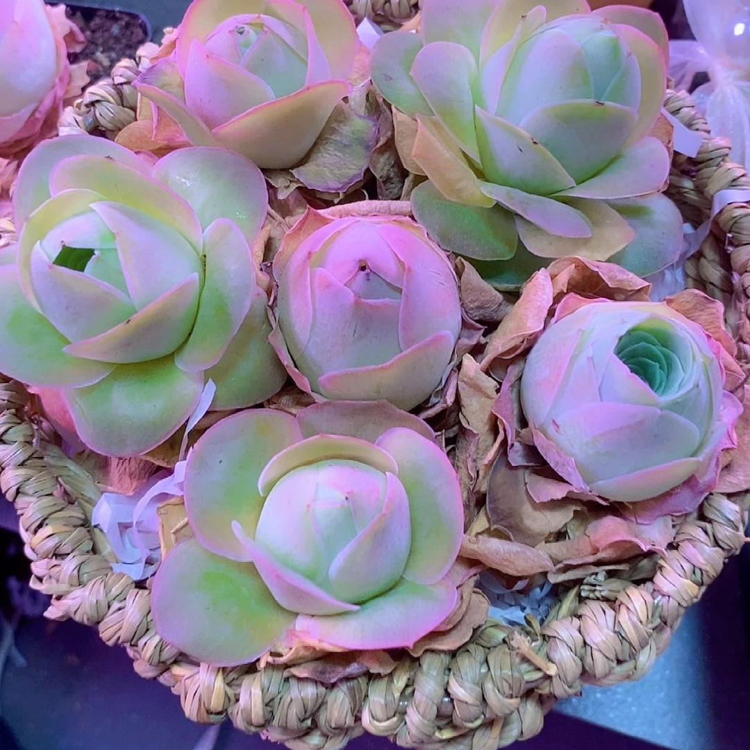 新粉练手花篮一物一拍263