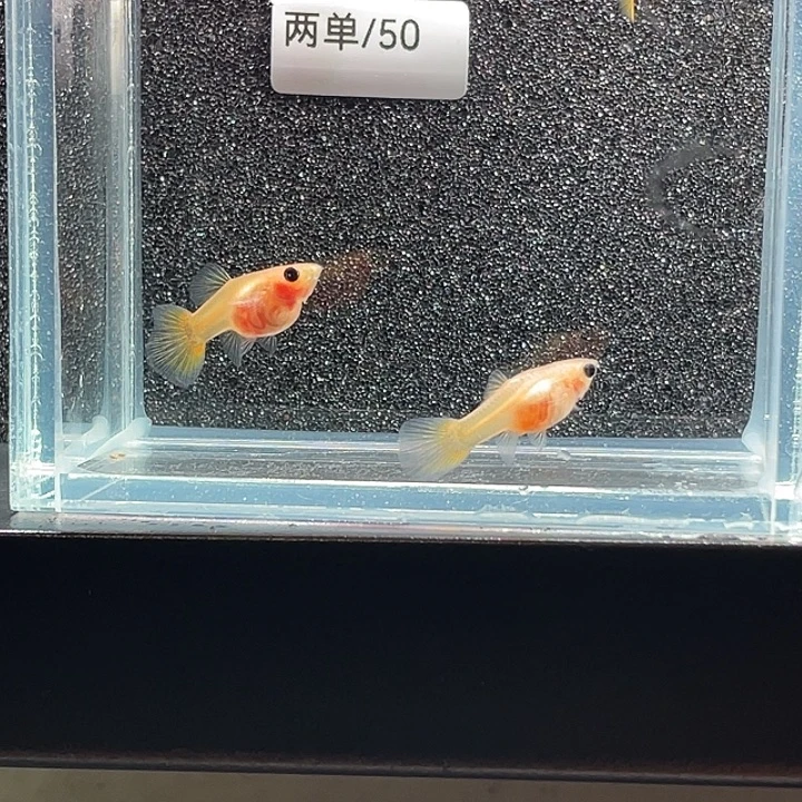 孔雀鱼14.黄金玻璃猫3条