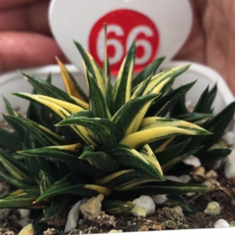 象牙塔锦硬叶锦锦