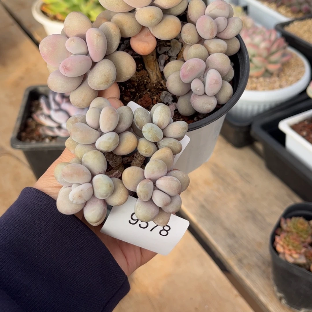 *****9578.9579桃蛋老庄多肉