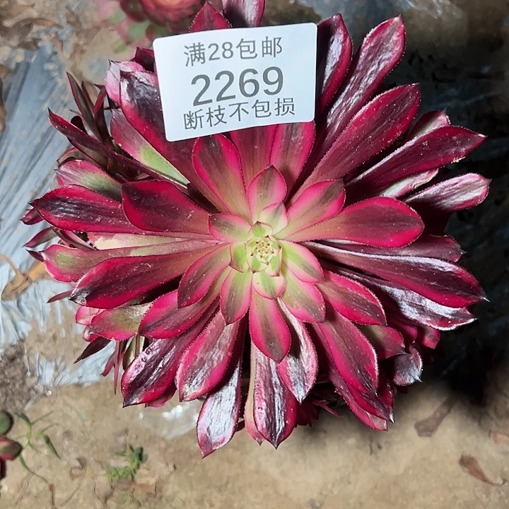 2269白月光多肉植物